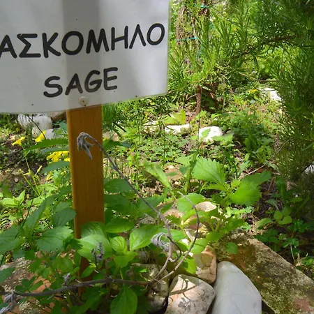 Dolphin & -near The Appartement Roda (Corfu)