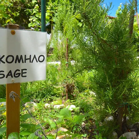 Dolphin & -near The Appartement