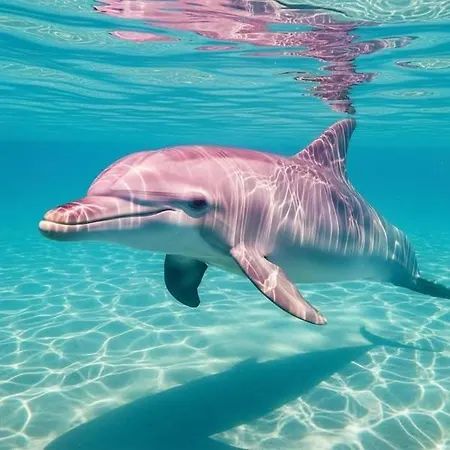 شقة Dolphin & -near The روذا