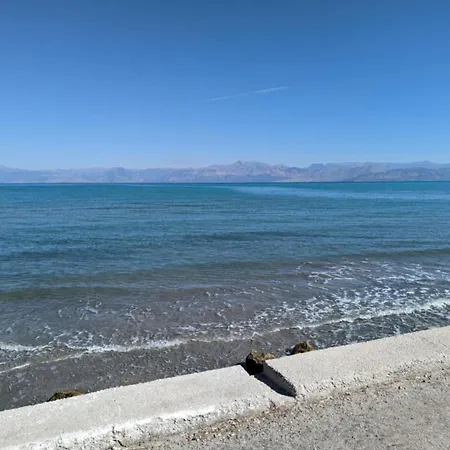 Dolphin & -near The Lejlighed Roda (Corfu)